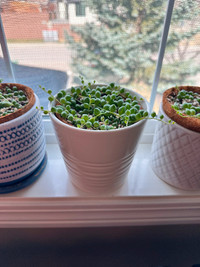 String of Pearls - Indoor Plants