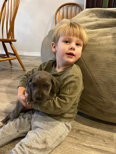 Beautiful blue Cane Corso Puppies, View more