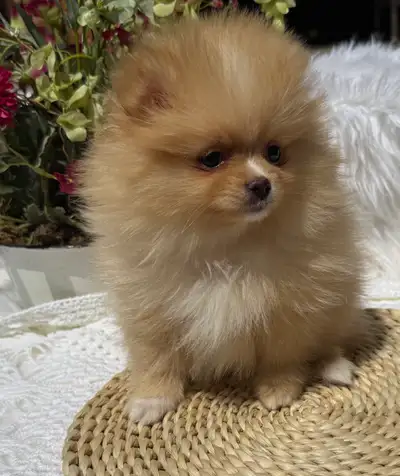 pomeranien mâle et femelle, View more