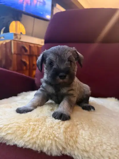 Miniature Schnauzers, View more