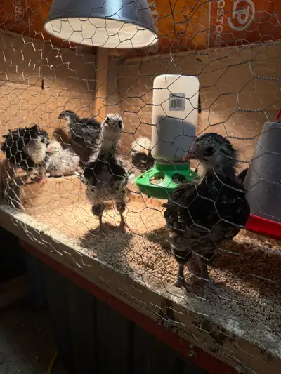 2 hens 8 chicks (6 to be hens 2roos) Take the lot with feed and dishes Chicks were born Feb 24th Bym...