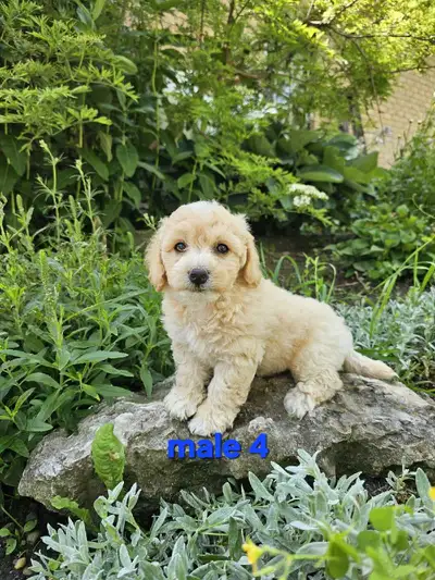 Bichonpoo puppies , View more