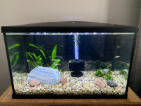 10 gallon aquarium 