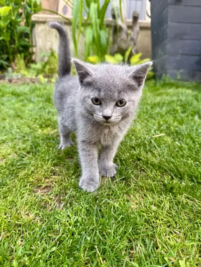 GREY KITTENS FOR SALE, View more