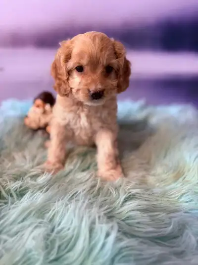 Cockapoo Puppies, View more