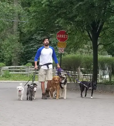 (English bellow) Comportementaliste de chiens à votre service! Bonjour! Je m’appelle David Fernandez...