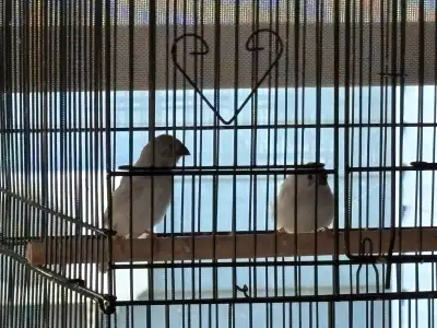 Zebra finches (2), View more