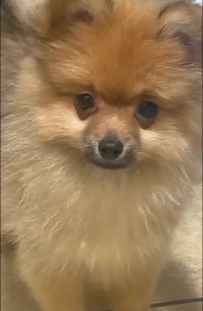 pure pomeranian 7807101481, View more