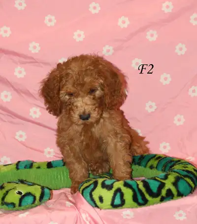 F1b Goldendoodle puppies, View more