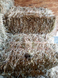 Small square hay bales for sale 