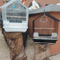 Bird cages 