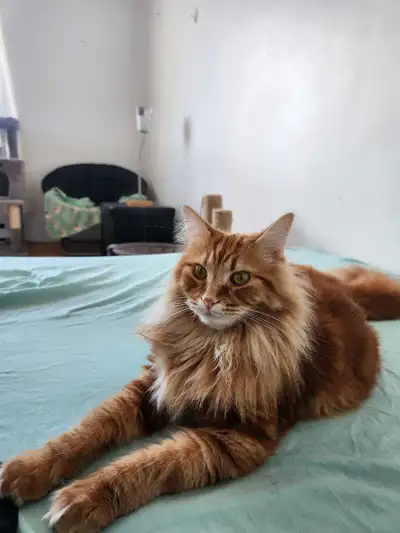 rehoming my orange boy, View more