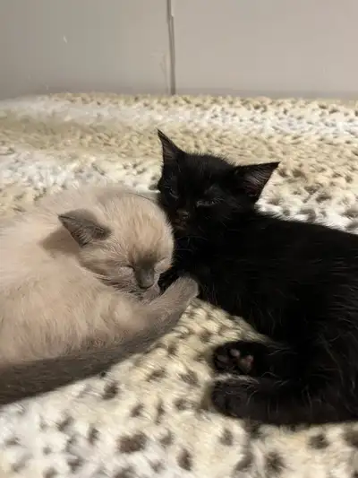 2 pairs kittens  for adaption, View more
