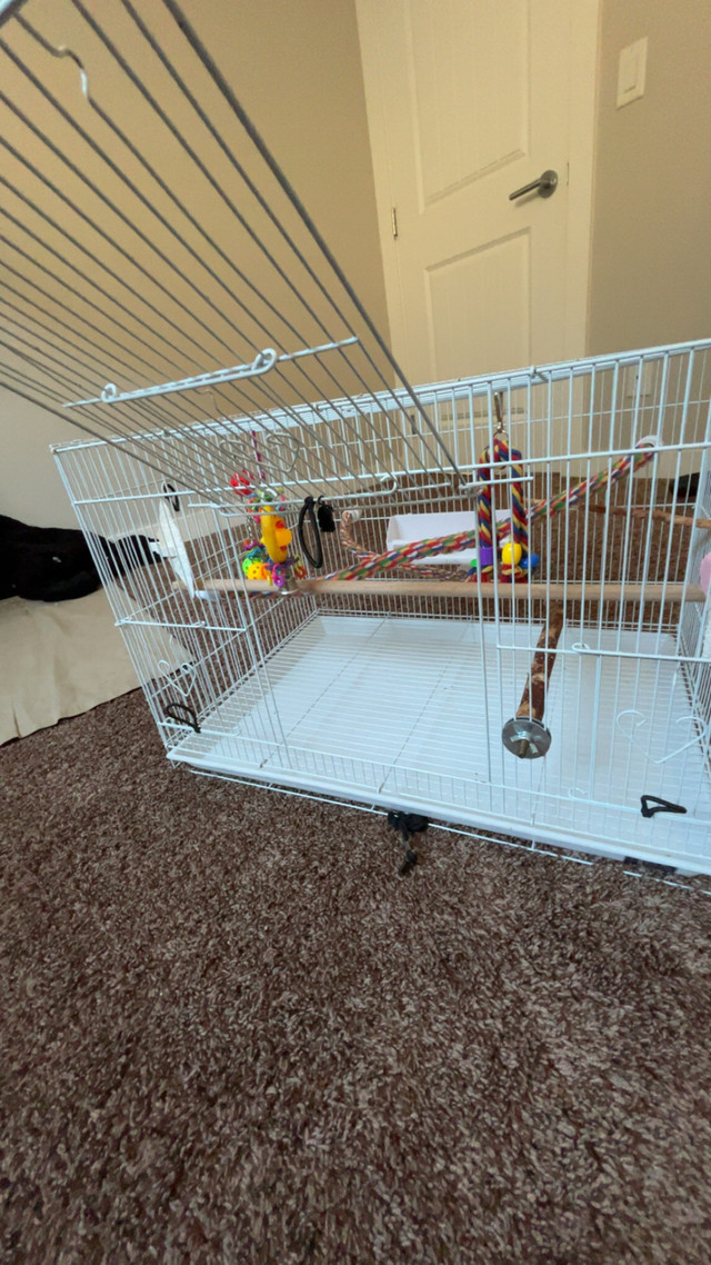 2 love birds + cage and all supplies  in Birds for Rehoming in Calgary - Image 2