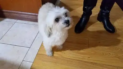 Dog Walking, Pet Care, Boarding & more..., View more