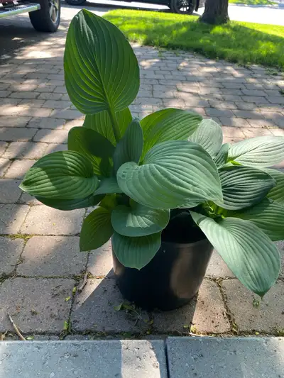 4 Hosta Plants, View more