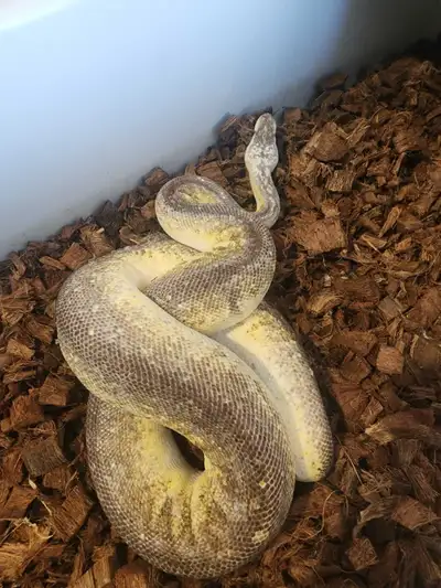 Python royal, View more