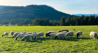 Dorper Ram Lambs Sheep