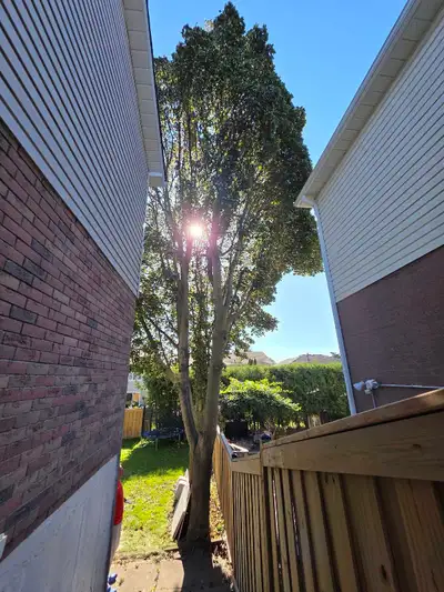 Tree Removal Services - Certified Arborist - 2892005156, View more