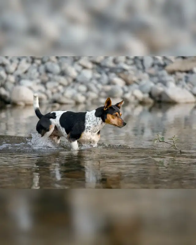 CKC Rat Terrier Puppies in Dogs & Puppies for Rehoming in Mission - Image 10