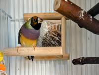 Finches, Canaries and Cages for Sale