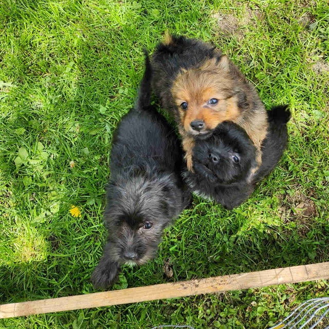 Puppies for sale Dogs & Puppies for Rehoming Grand Bend Kijiji