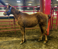 Very Sweet Registered APHA Yearling Filly