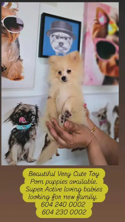 Pomeranian Teddy Bear Face, View more