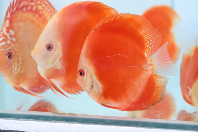 Discus Fish at Fins8 in Fish for Rehoming in Kitchener / Waterloo - Image 2
