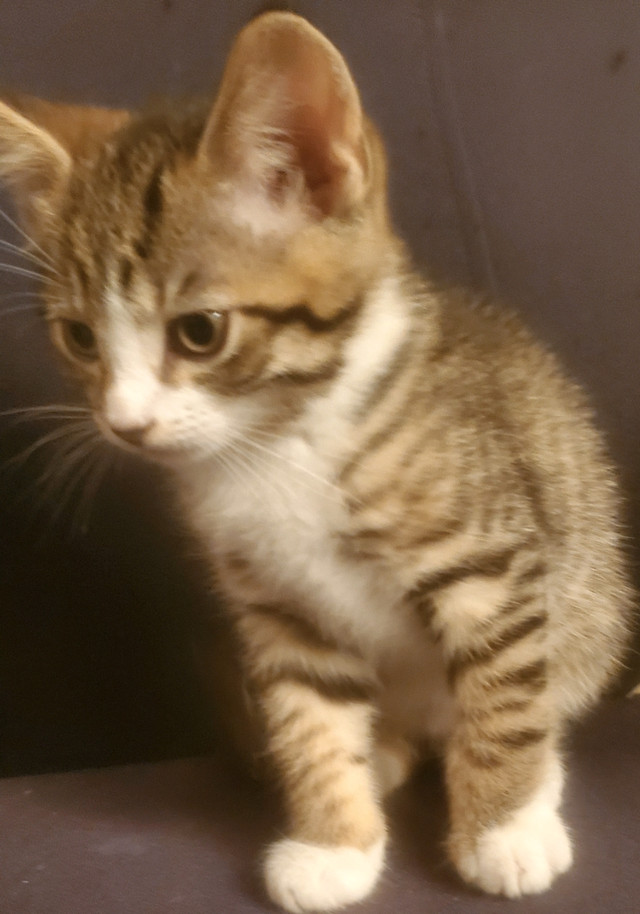 Chatons prêts à partir dans Chats et chatons à adopter  à Ville de Québec