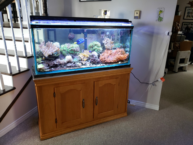 Fish Tank / Aquarium (55 gal) / Stand / light / pump etc in Accessories in Sudbury