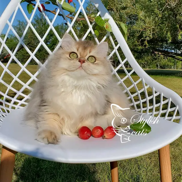 British longhair Show cat