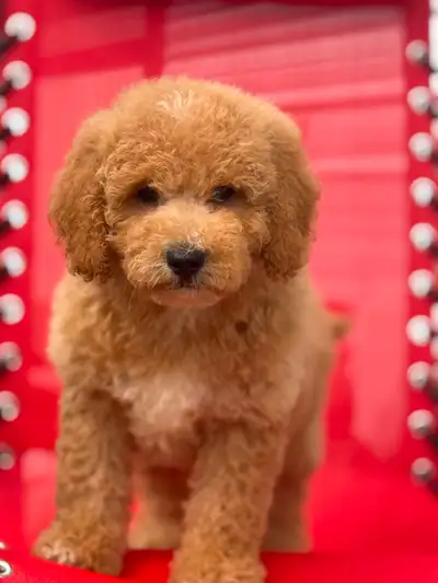 Puppies waiting for love !!!, View more