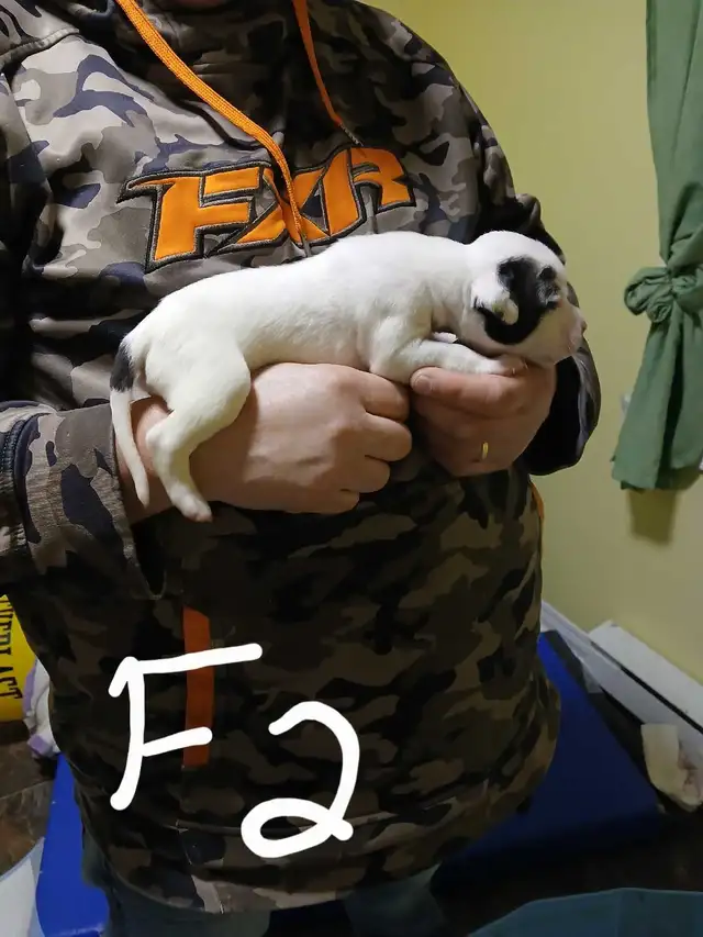 American bulldog puppies  in Dogs & Puppies for Rehoming in Fredericton - Image 3