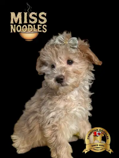 SCHNOODLES  Excellent genetic cleared bloodline, View more