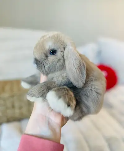 Bébés lapins  nain  bélier hollandais ❤️femelles❤️, View more