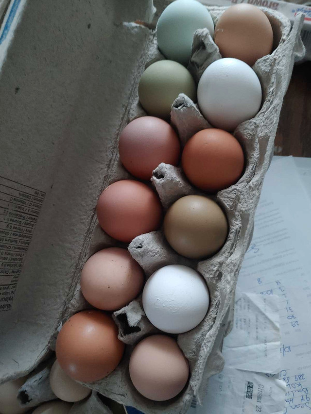 Hatching eggs in Livestock in Peterborough - Image 2