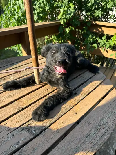 Beautiful doodle puppy Non shedding, View more
