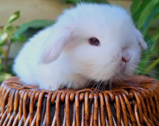 Holland Lop Rabbitry (nettle.blossom.burrows) in Small Animals for Rehoming in Delta/Surrey/Langley - Image 5