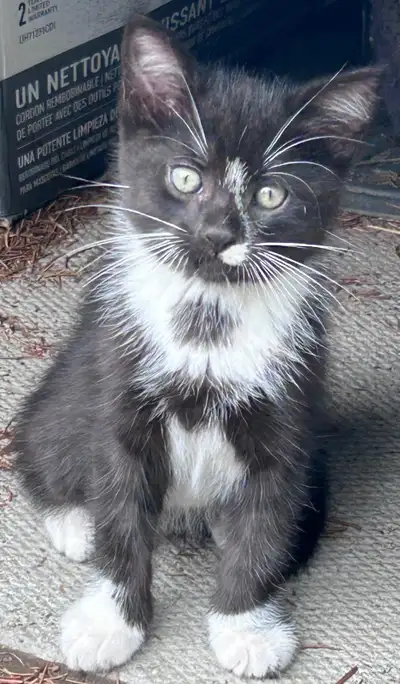 Kittens for sale, View more