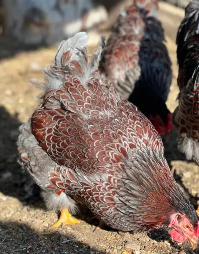 Blue Laced Red Wyandotte Hatching Eggs, View more