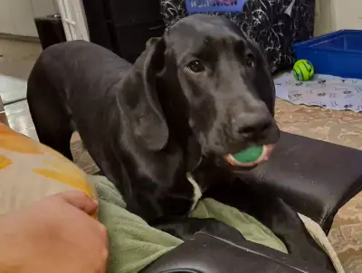 Great Dane Puppies, View more