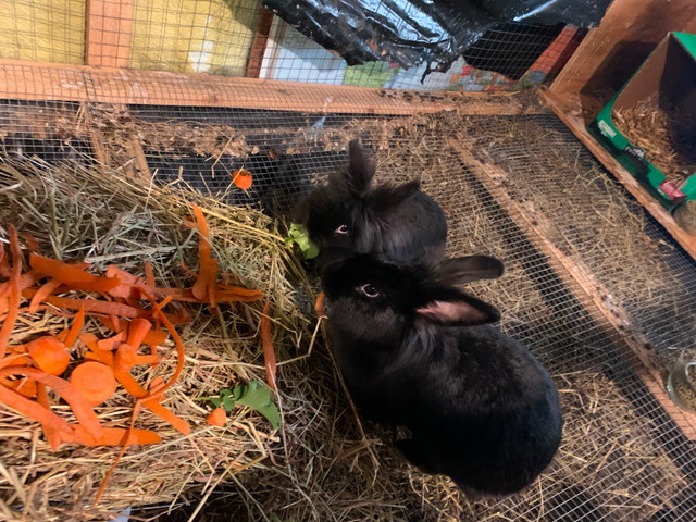 Female Pet Bunny for rehoming. in Small Animals for Rehoming in Peterborough