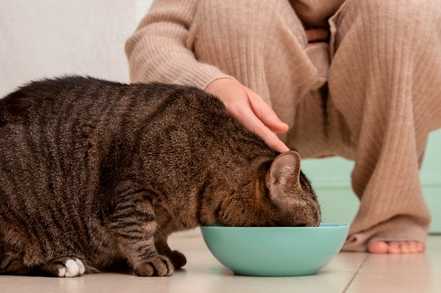 Gardienne de chats à domicile (Technicienne en Santé Animale) in Animal & Pet Services in West Island - Image 2