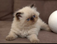 Himalayan kittens (two kittens still available) 