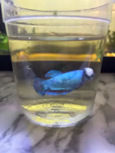 Blue Female Betta Fish, View more