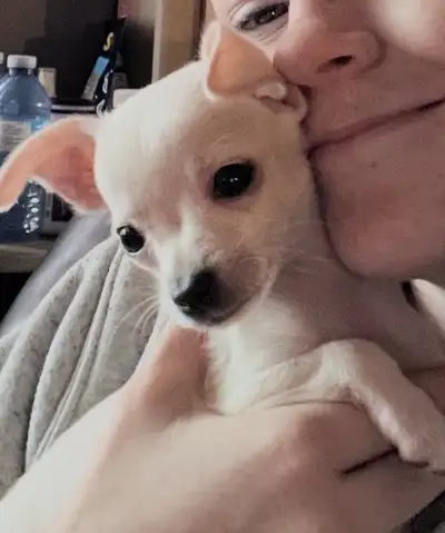 Just 2  female AussieDoodle / Chihuahua  Only 2 available, View more