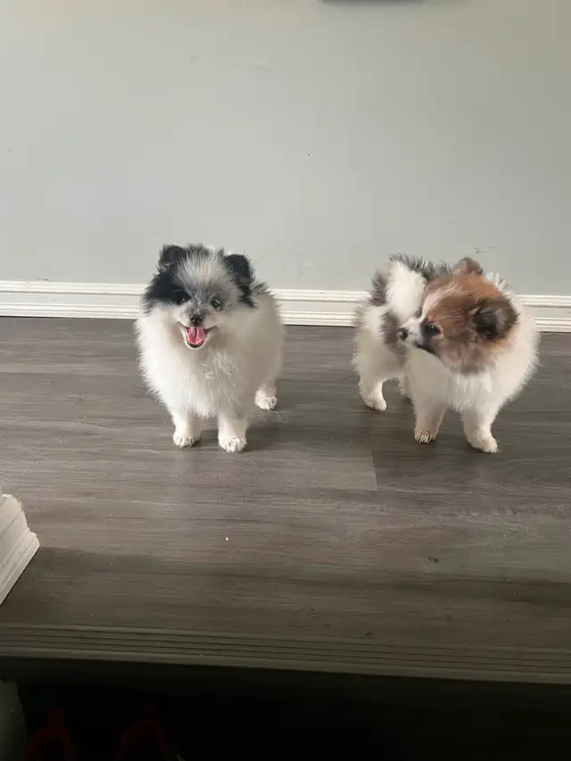 2 Male Pomeranian Puppies need a home make an offer in Dogs & Puppies for Rehoming in Edmonton - Image 7