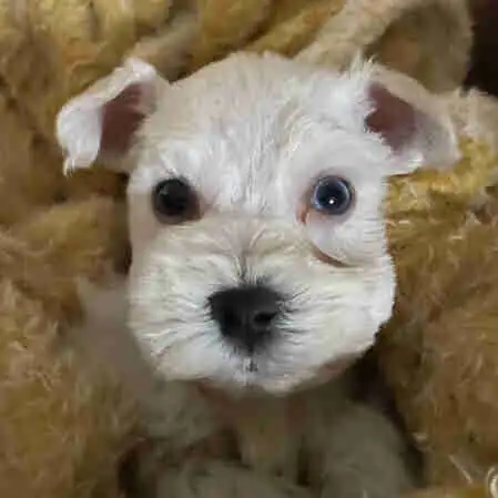 Rare**BLUE EYED** Male Toy Schnauzer in Dogs & Puppies for Rehoming in London - Image 3