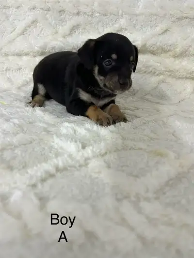 Chihuahua X Terrier, View more
